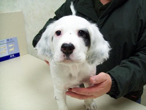 English Setter