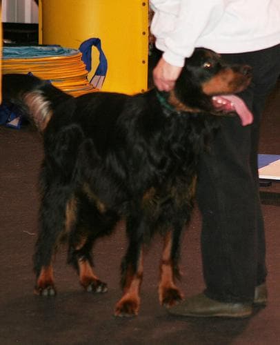 Gordon Setter