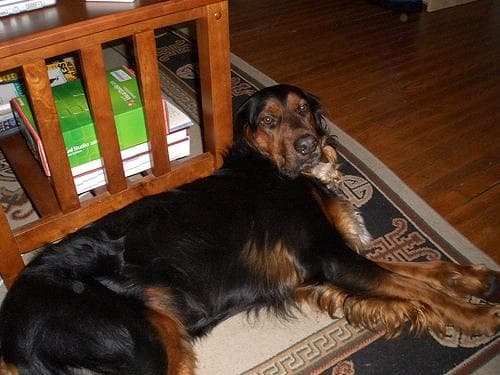 Gordon Setter