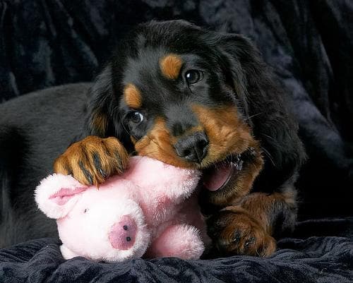 Gordon Setter