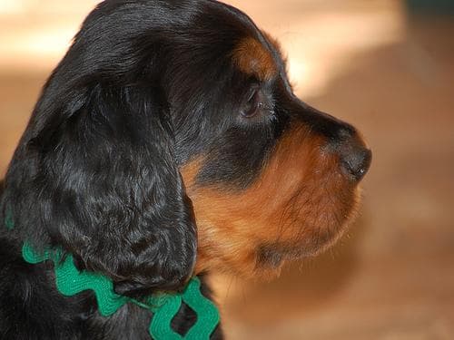 Gordon Setter