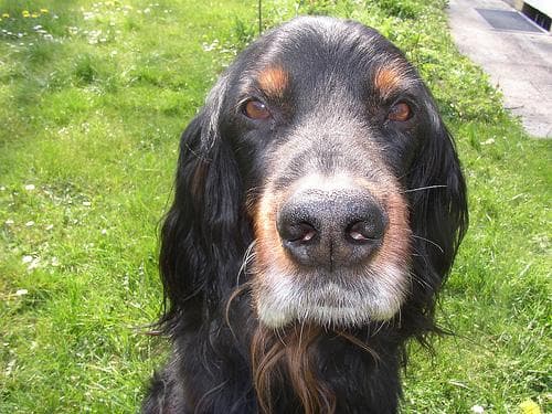 Gordon Setter