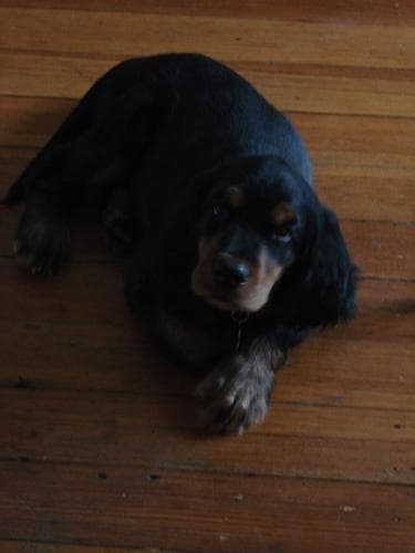 Gordon Setter