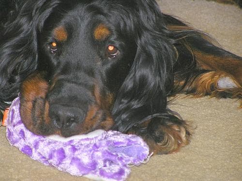 Gordon Setter