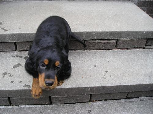 Gordon Setter