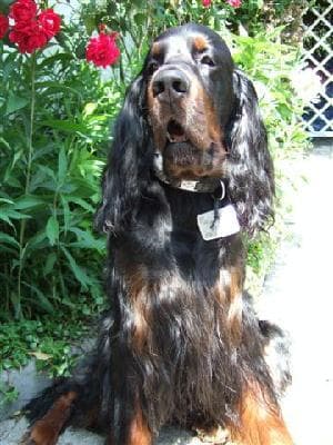 Gordon Setter