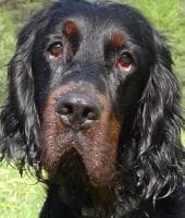 Gordon Setter