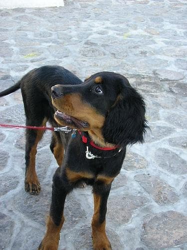 Gordon Setter