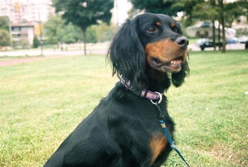Gordon Setter