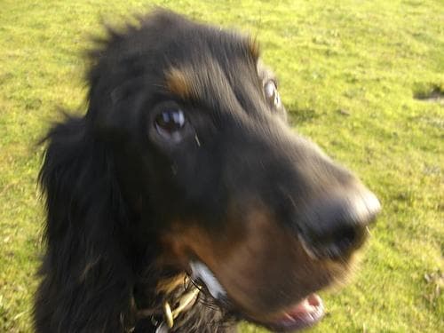 Gordon Setter
