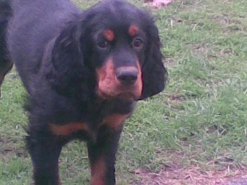 Gordon Setter