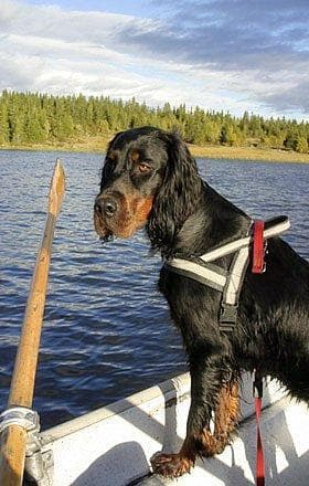 Gordon Setter