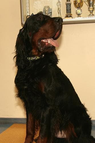 Gordon Setter
