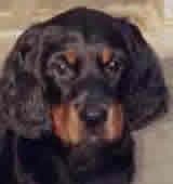 Gordon Setter