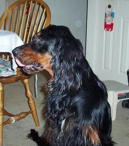 Gordon Setter
