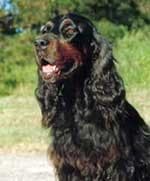 setter