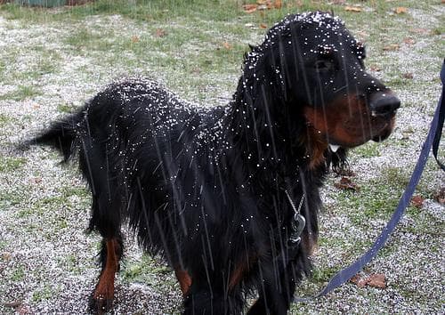 Gordon Setter