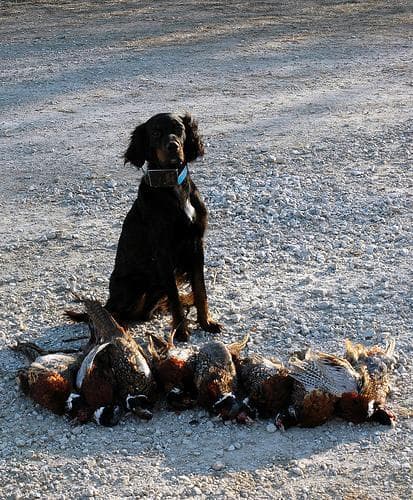 Gordon Setter