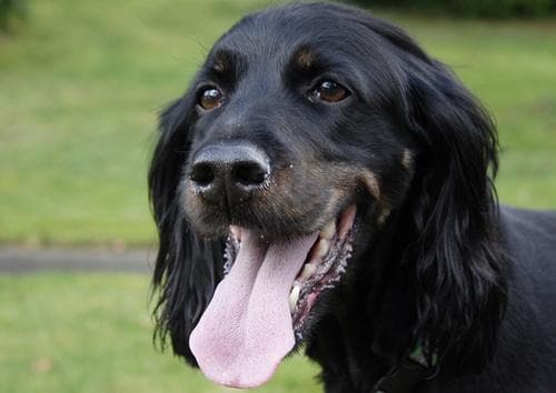 Gordon Setter