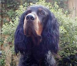 Gordon Setter