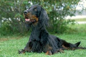 Gordon Setter