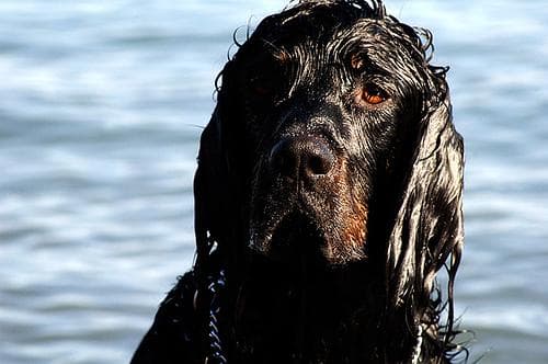 Gordon Setter