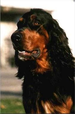Gordon Setter