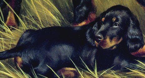 Gordon Setter