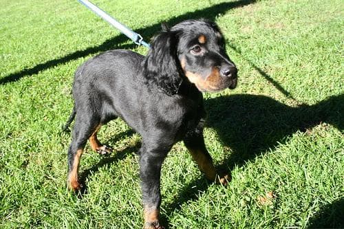 Gordon Setter