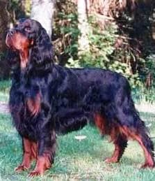 Gordon Setter