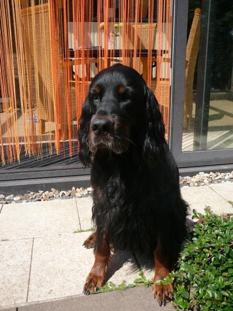 Gordon Setter