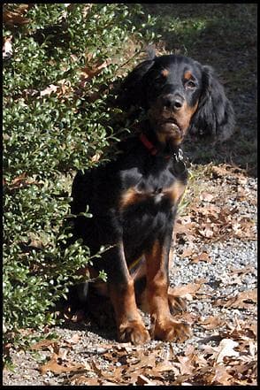 setter
