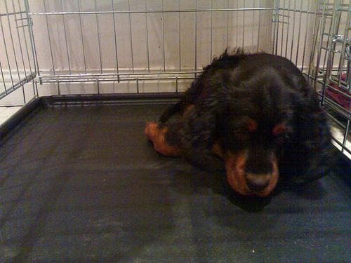 Gordon Setter