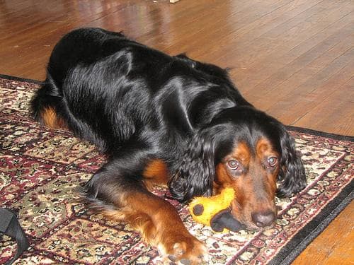 Gordon Setter