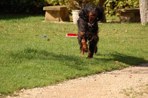 Gordon Setter