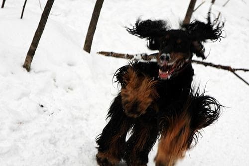 Gordon Setter