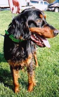 Gordon Setter