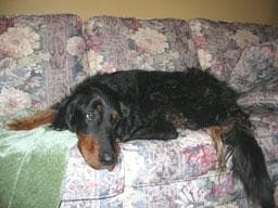 Gordon Setter