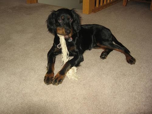 setter