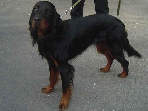 Gordon Setter