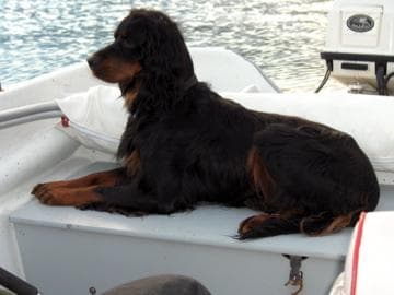 Gordon Setter