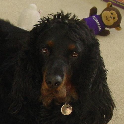 Gordon Setter