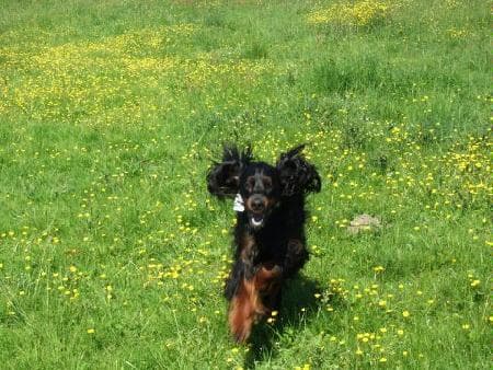 Gordon Setter