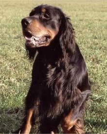Gordon Setter