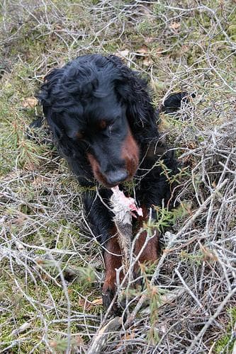 Gordon Setter