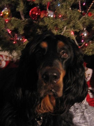 Gordon Setter