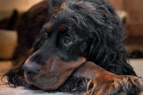 Gordon Setter