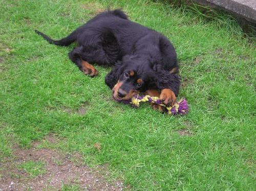 Gordon Setter
