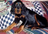 Gordon Setter