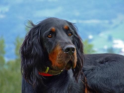 Gordon Setter